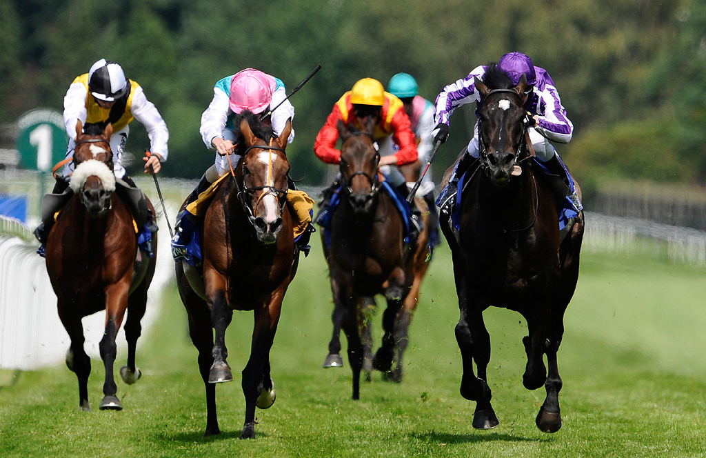 your-complete-guide-to-horse-racing-betting-terms-abbreviations